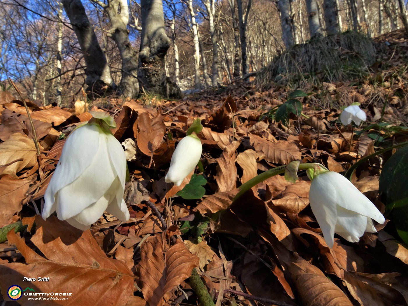 20 Ellebori in fiore salendo sul sent. 579 per la Bocca del Grassello (1390 m).JPG